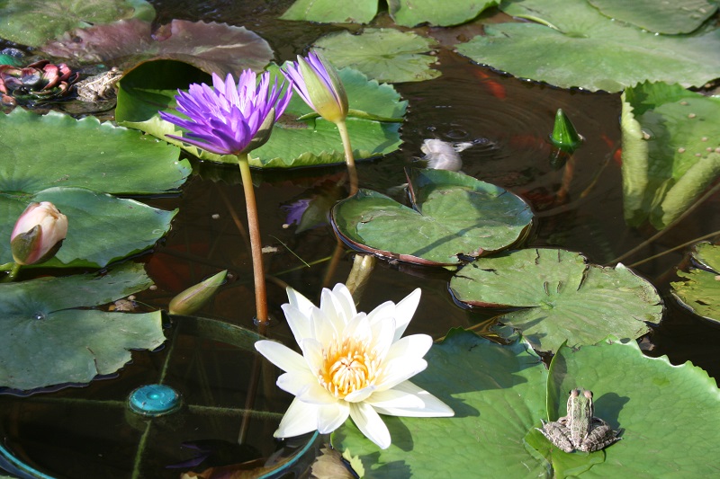 water lily pond gail and mike standley ctg