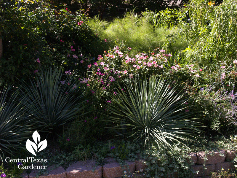 yucca roses bamboo muhly front yard garden Central Texas Gardener