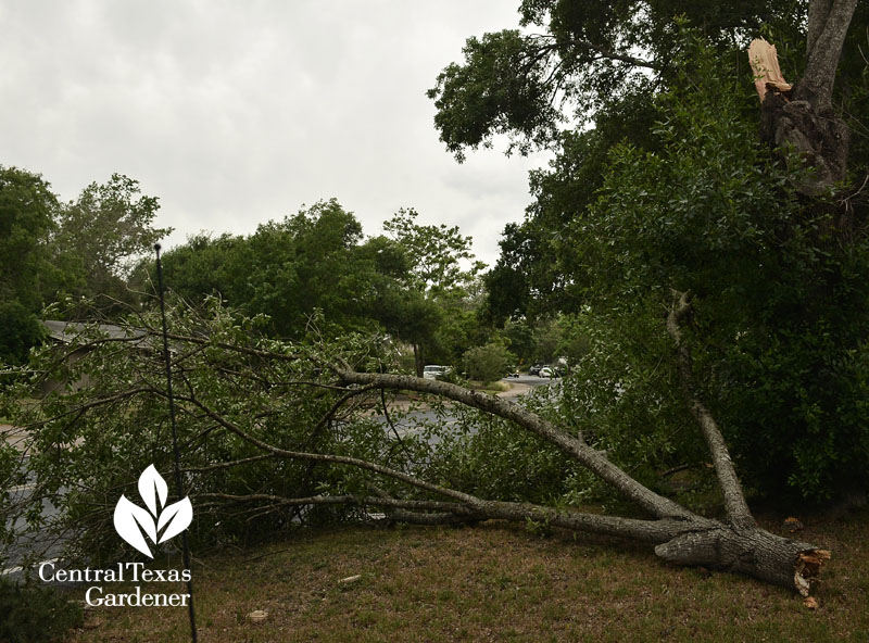 Arizona ash tree limb break Central Texas Gardener