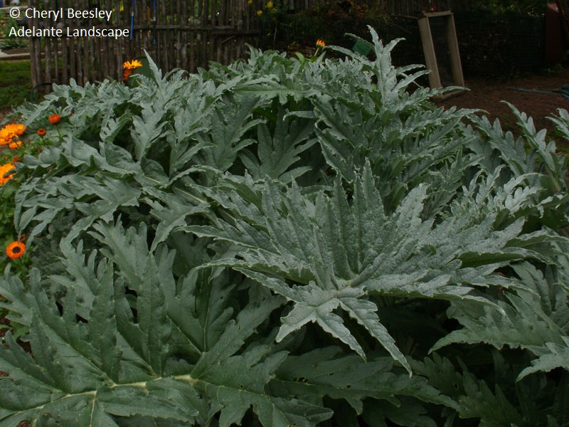 Artichoke edible landscape Central Texas Gardener