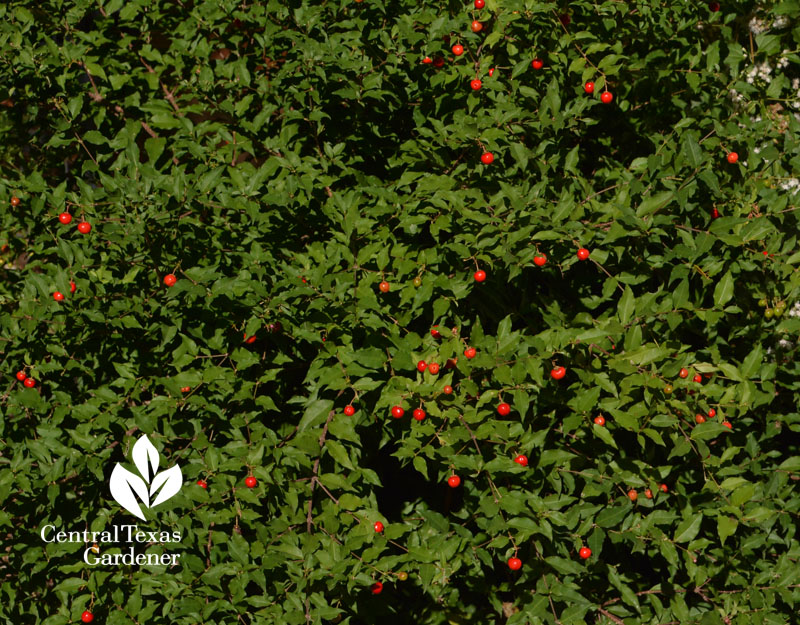 Barbados cherry Central Texas Gardener