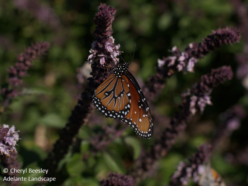 Butterfly on Thai basil Central Texas Gardener