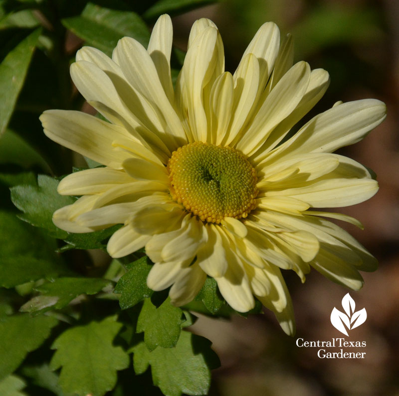 Butterpat chrysanthemum Central Texas Gardener