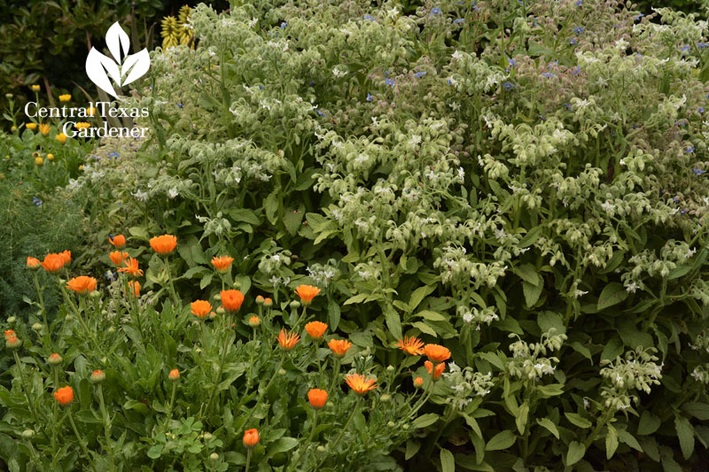 Calendula and borage Central Texas Gardener