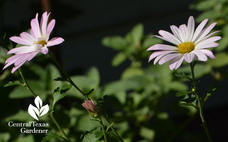 Country Girl chrysanthemums Central Texas Gardener