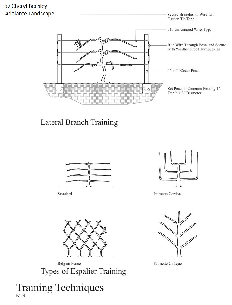 Espalier train Central Texas Gardener