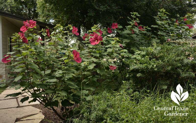 Flare hibiscus Warrior and Family Support Center Central Texas Gardener