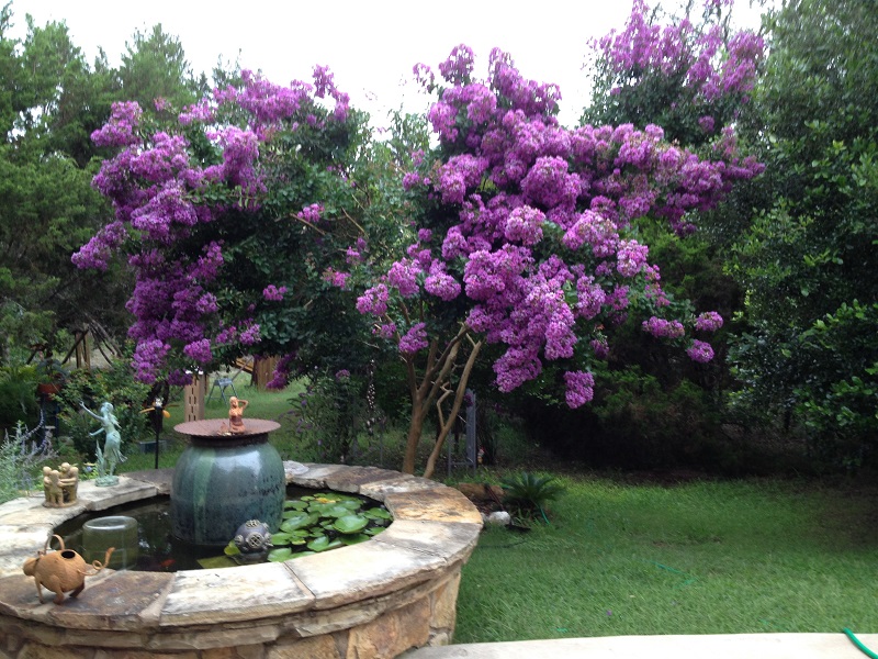 Jean Warner's crape myrtle Central Texas Gardener