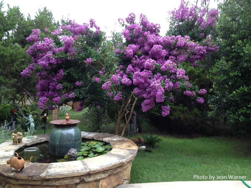 Jean Warner's crape myrtle Central Texas Gardener