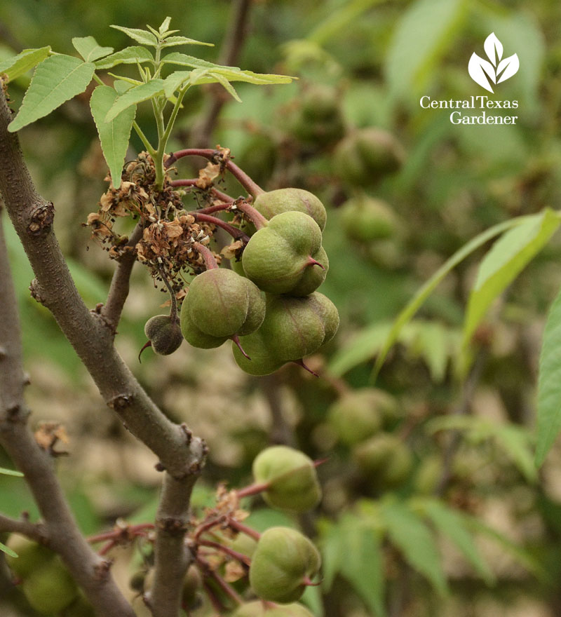 Mexican buckeye seedpods Central Texas Gardener