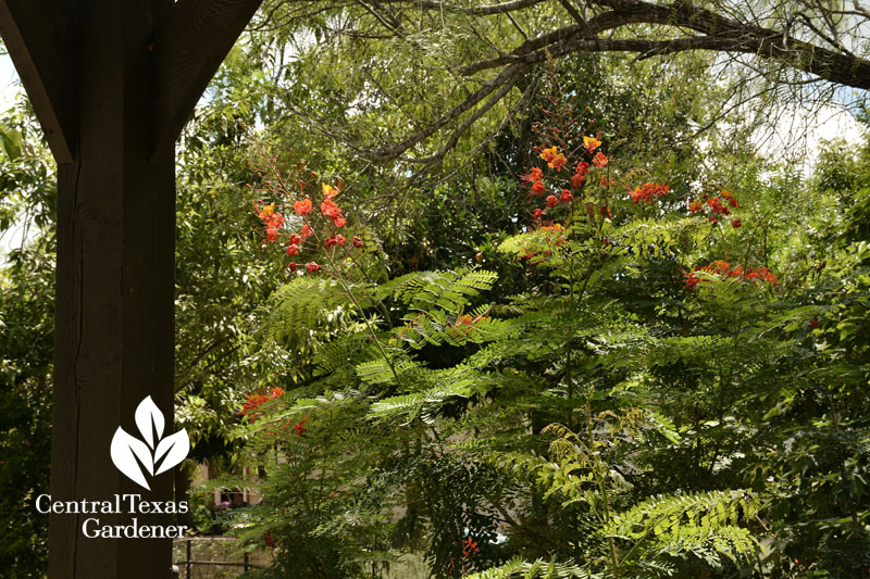 Pride of Barbados Central Texas Gardener