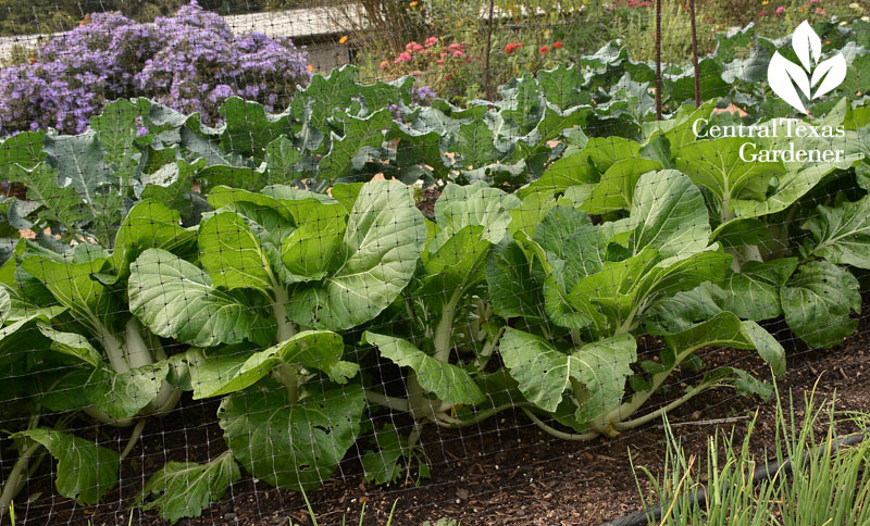 Soil pH Central Texas Gardener