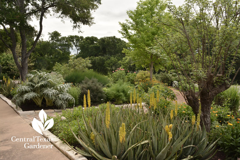 aloe vera artichoke fennel Central Texas Gardener