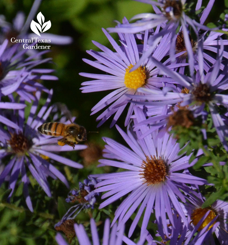 bee going for fall aster Central Texas Gardener