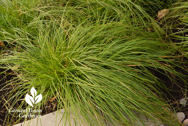 berkeley sedge Central Texas Gardener