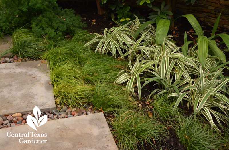 berkeley sedge dianella palm grass edging Central Texas Gardener