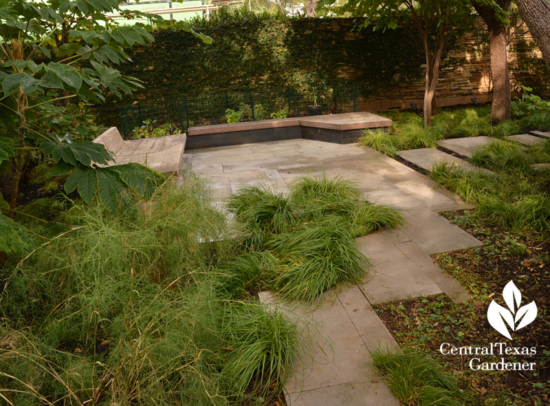 berkeley sedge shady patio groundcover Central Texas Gardener