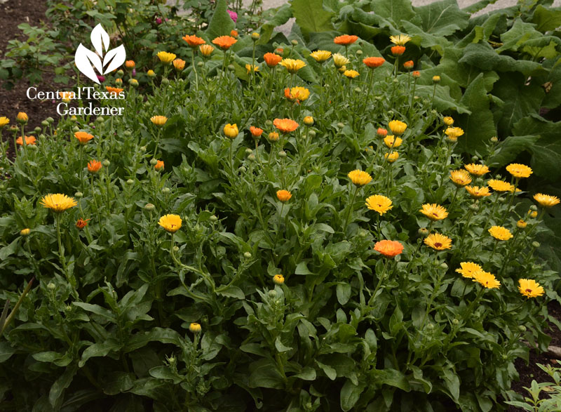 calendula American Botanical Council Central Texas Gardener