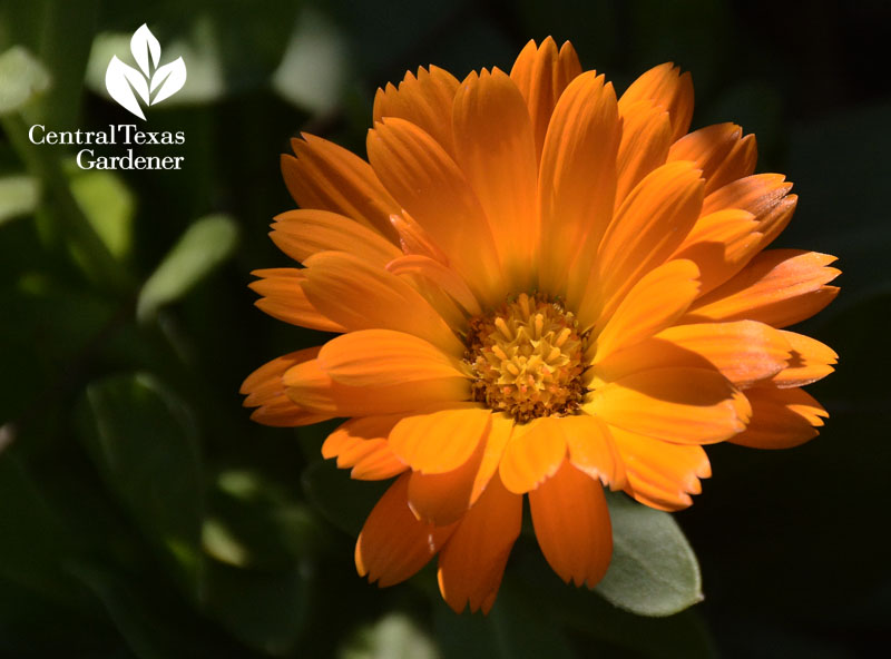 calendula Central Texas Gardener