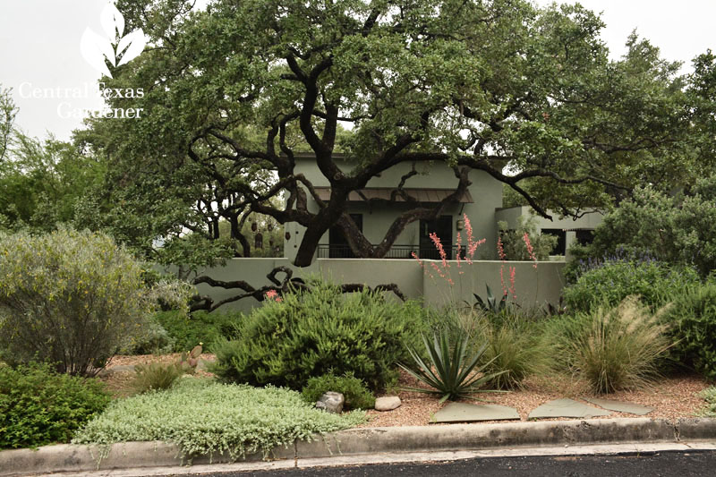 front yard drought garden Central Texas Gardener