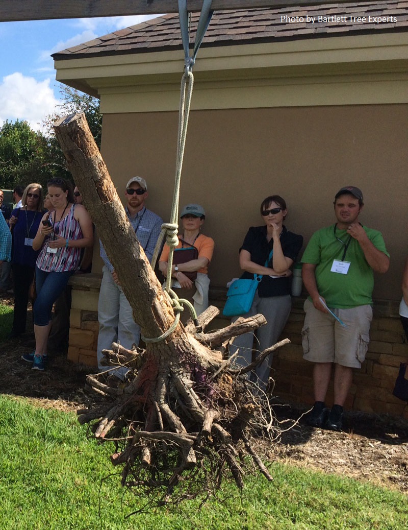 girdled roots on dead tree Central Texas Gardener