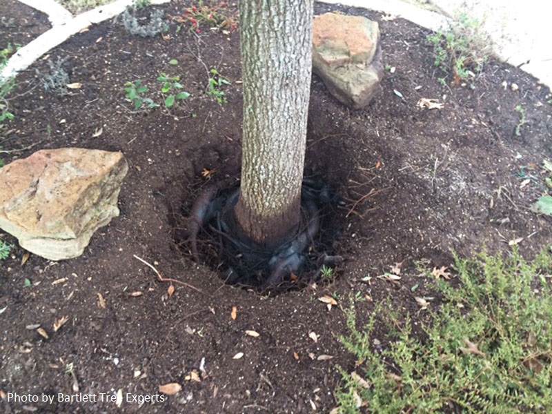 girdled tree roots Central Texas Gardener