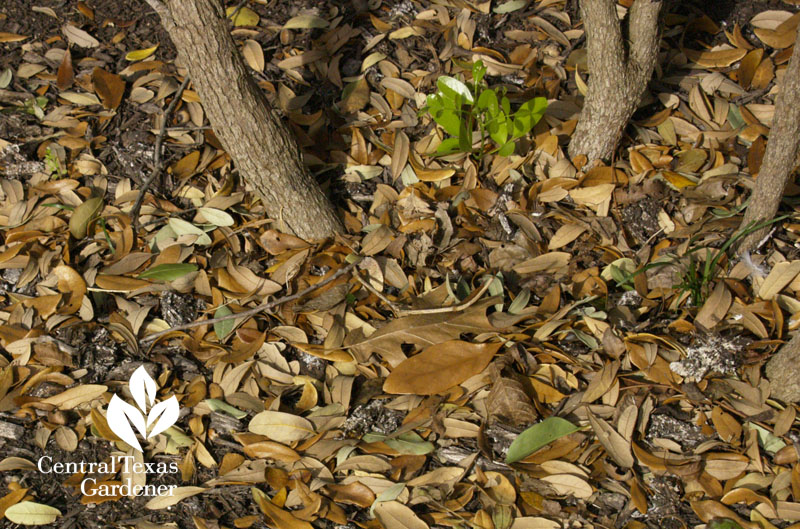 leaves as mulch Central Texas Gardener