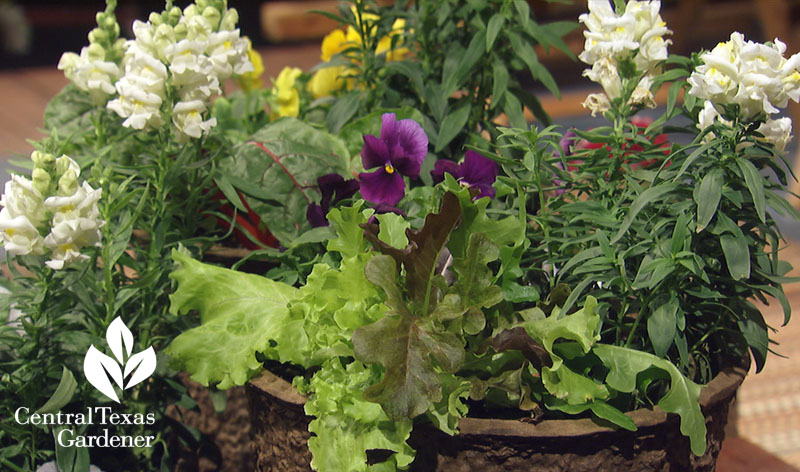 lettuce swiss chard, snapdragons, pansies Central Texas Gardener