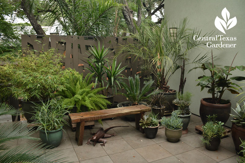 patio garden off house Central Texas Gardener