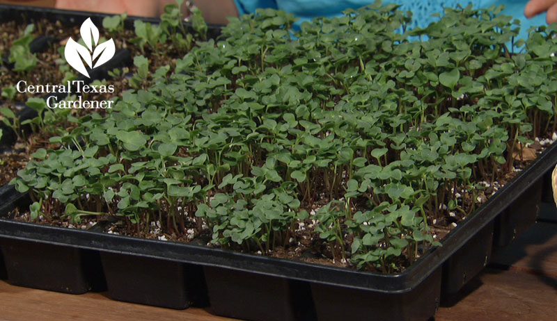 microgreens Central Texas Gardener