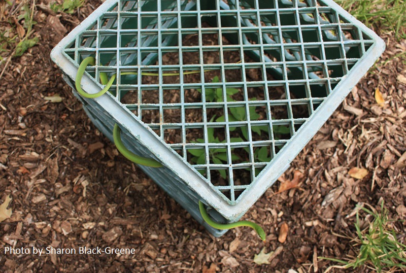 milk crate protect plants Sharon Black-Green Central Texas Gardener