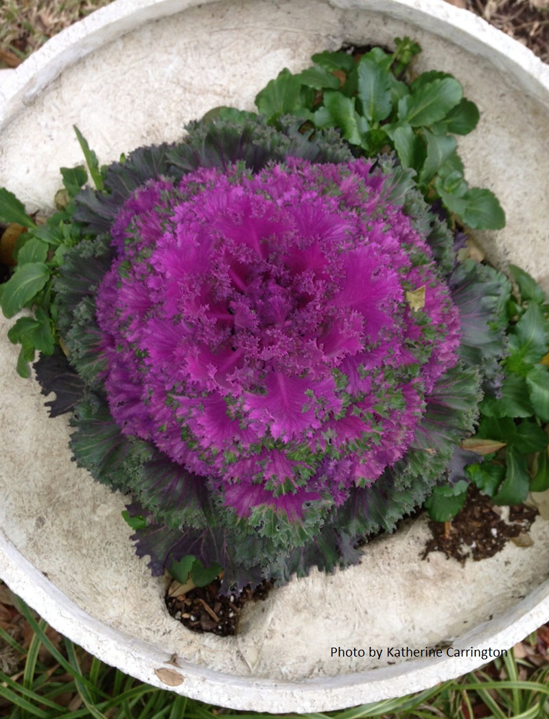 ornamental cabbage Central Texas Gardener