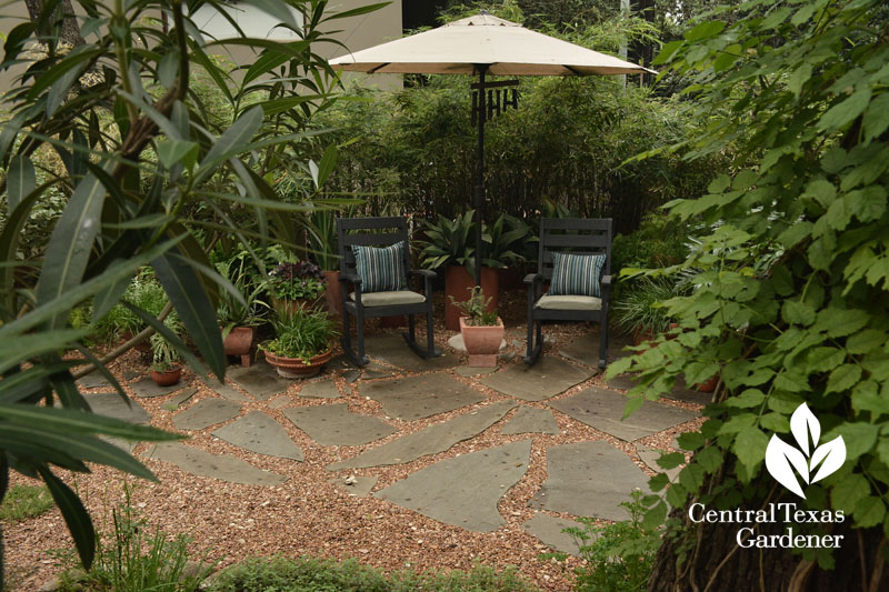 little patio screen Pygmy bamboo Central Texas Gardener