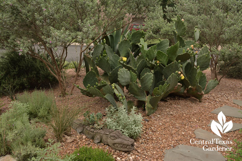 front yard drought garden Central Texas Gardener