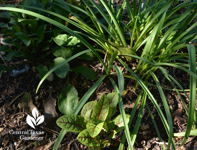 red-veined sorrel in perennial garden Central Texas Gardener