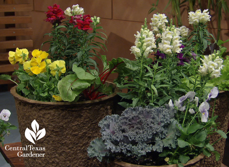 snapdragons ornamental kale swiss chard Central Texas Gardener