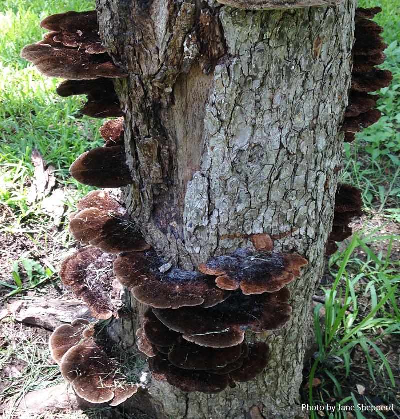 tree shelf fungi Central Texas Gardener