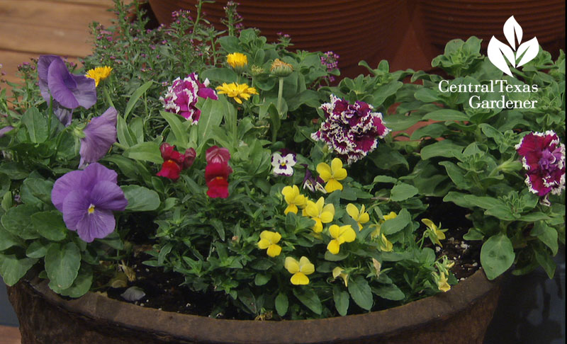 violas petunias Central Texas Gardener