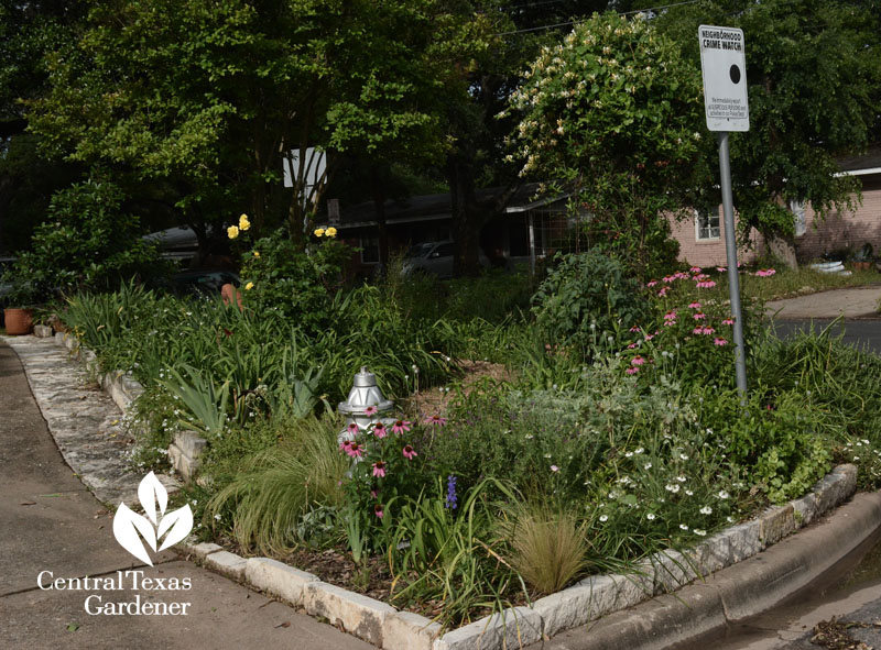 Curb side garden Central Texas Gardener