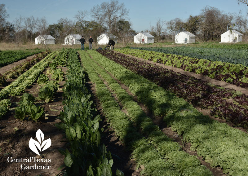 Farmshare Austin Central Texas Gardener