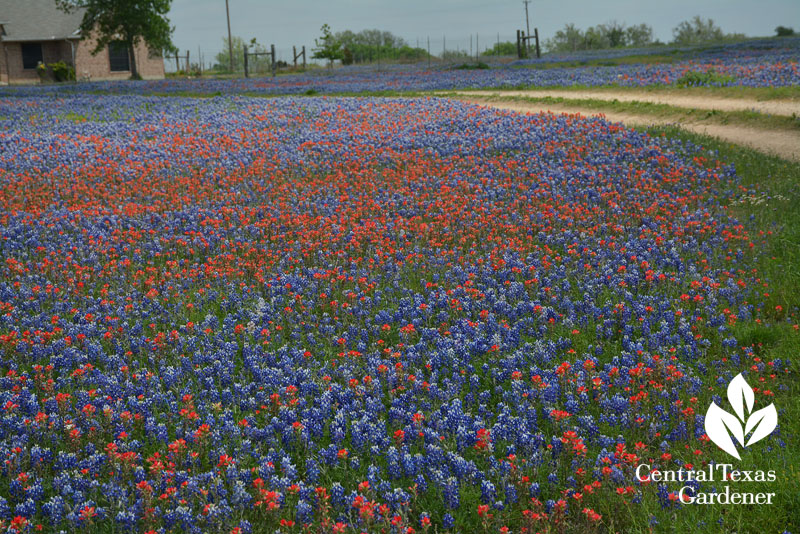 Front yard prairie bluebonnets Indian paintbrush Central Texas Gardener