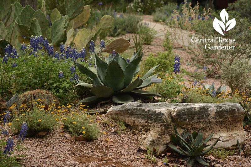 drought garden agave bluebonnets Central Texas Gardener