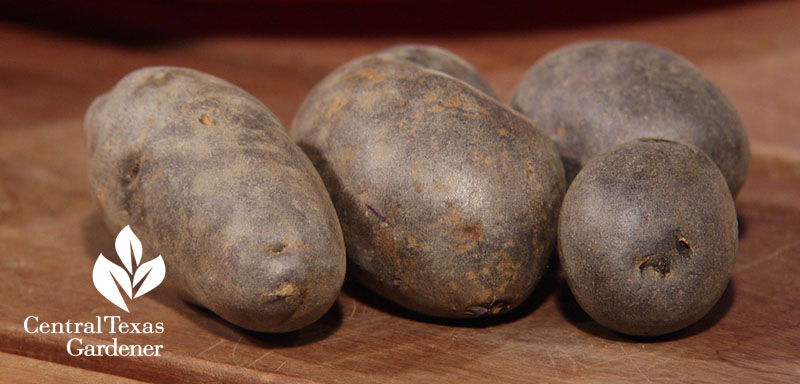 All Blue potato Central Texas Gardener