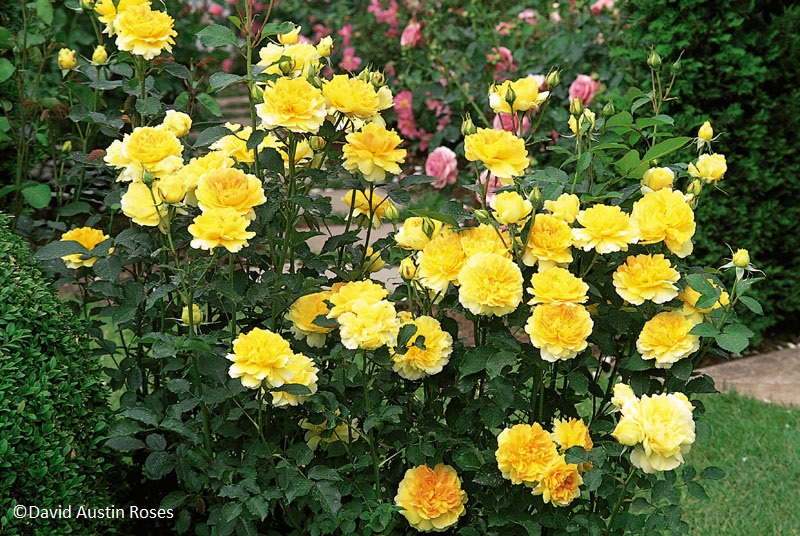 David Austin English Rose 'Molineux' is an excellent garden rose and also superb as a low hedge. It repeat-flowers throughout the season. The beautiful rosette-shaped flowers are a lovely rich yellow. 'Molineux' is an exceptionally healthy rose with abundant blooms on a nicely-shaped bush, 3 ft tall by 2 ft wide. Its fragrance is Tea Rose with a musky background. RHS "Award of Garden Merit." (David Austin 1994, Ausmol).