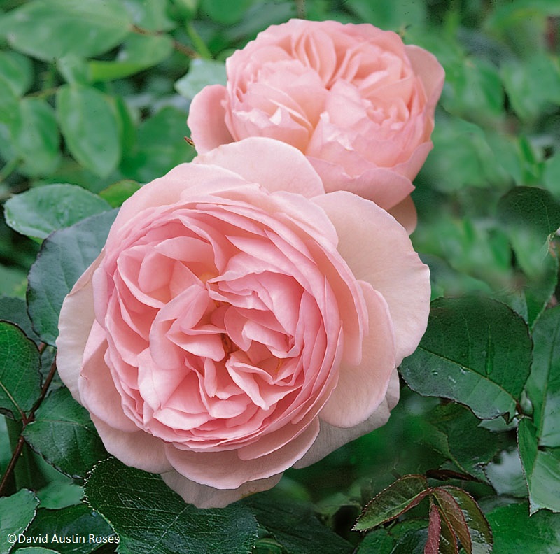 David Austin's 'Heritage' is an English Rose with delicate shell-like coloring and beauty. Its medium-sized cup-shaped blooms are a very soft, clear pink, set off by outer petals that are palest pink, nearly white. This is a strong healthy rose with excellent repeat flowering. The stems are nearly thornless. The fragrance is beautiful with overtones of fruit, honey and carnation on a myrrh background. It grows to 5 ft tall by 4 ft wide or 7 ft as a climber. It will produce a fine array of rose hips if not deadheaded. (David Austin 1984, Ausblush).