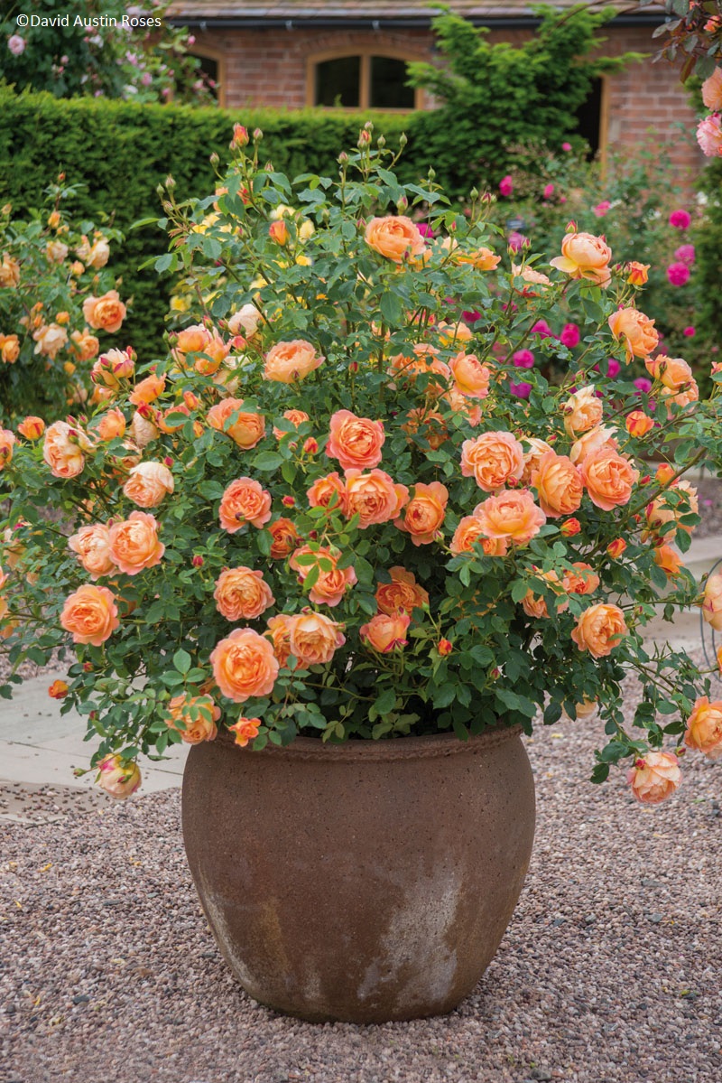 David Austin and his team consider 'Lady of Shalott' one of the most reliable and hardy roses they have bred. It is highly resistant to disease and blooms with remarkable continuity throughout the season. The young buds are a rich orange-red and open to form chalice-shaped blooms filled with loosely arranged petals. Each petal has a salmon pink upper side that contrasts beautifully with the attractive golden-yellow reverse side. The overall effect is pale coppery-orange. The warm Tea rose fragrance has pleasing hints of spiced apple and cloves. The rose quickly forms a large, bushy shrub with slightly arching stems. The mid-green leaves have attractive, slightly bronzed tones when young. Excellent repeat-flowering. Grows to approximately 4 ft tall x 3 1/2 ft wide. RHS "Award of Garden Merit." (David Austin 2009, Ausnyson).