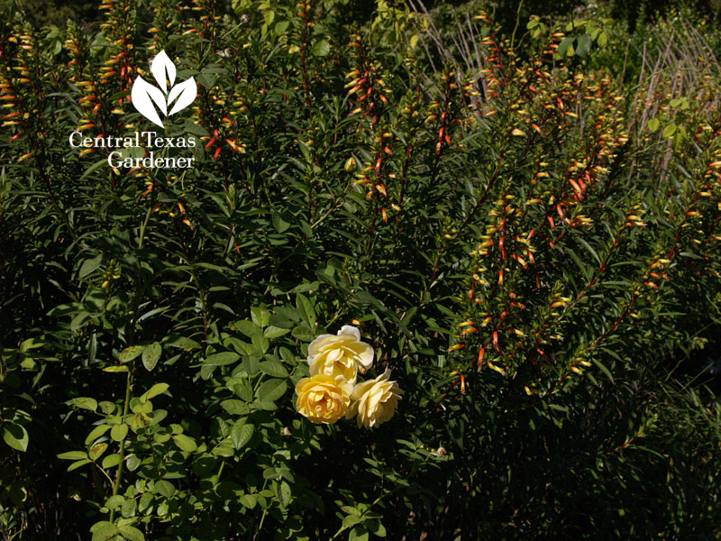 David Austin Graham Thomas rose and Cuphea micropetala 