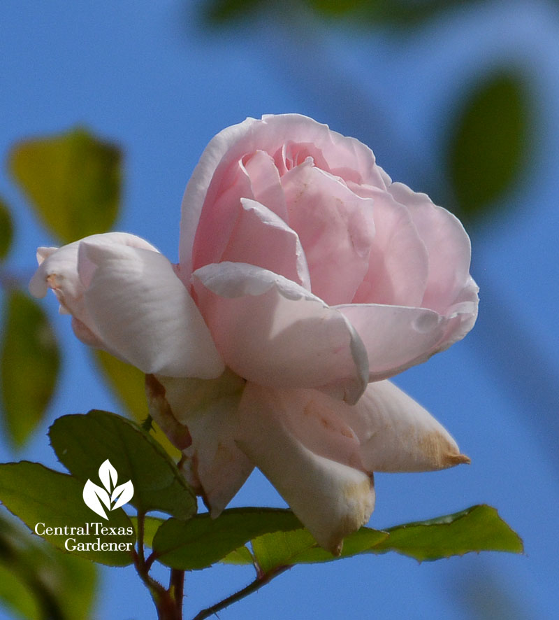 New Dawn rose Central Texas Gardener