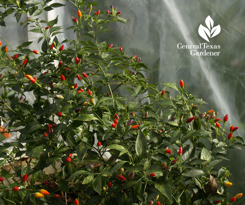 peppers overwinter on patio Central Texas Gardener