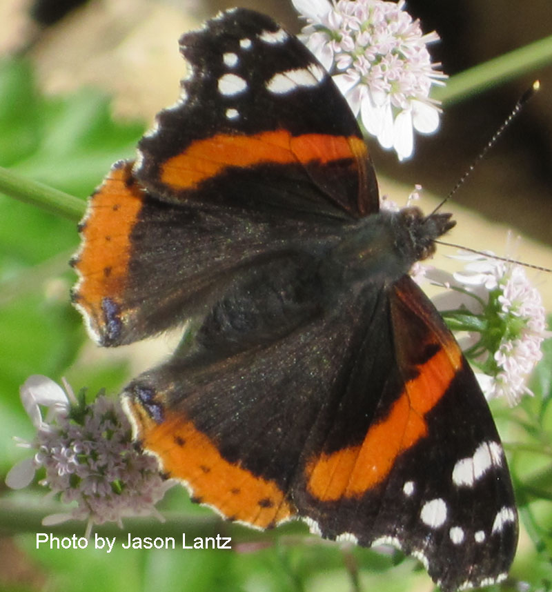 Red Admiral butterfly on cilantro flowers Central Texas Gardener